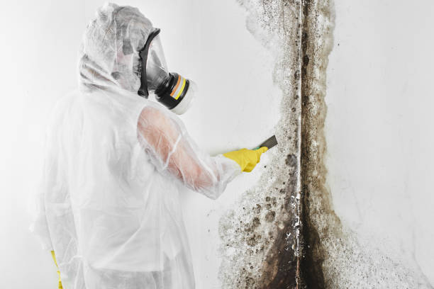 Best Professional Mold Removal  in Morehead City, NC