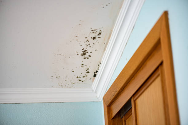 Best Mold Testing  in Morehead City, NC