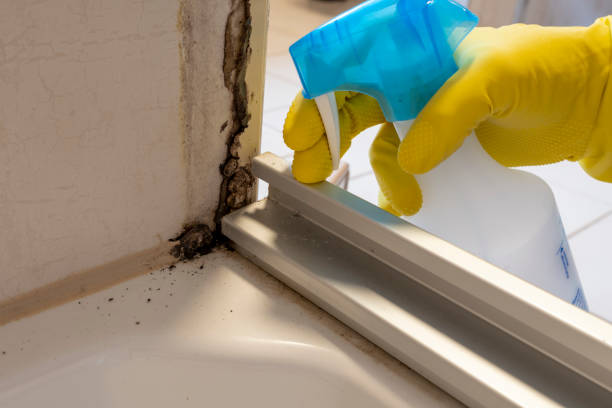 Best Certified Mold Removal  in Morehead City, NC
