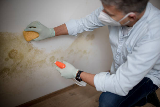 Best Toxic Mold Removal  in Morehead City, NC