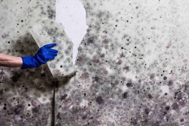 Best Home Mold Removal  in Morehead City, NC