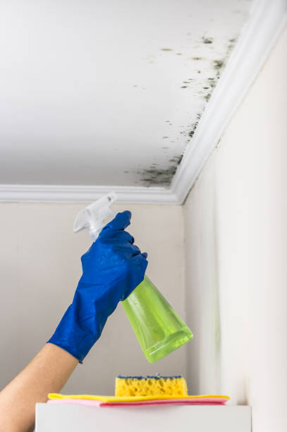 Best Attic Mold Removal  in Morehead City, NC