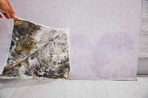 Certified Mold Removal in Morehead City, NC